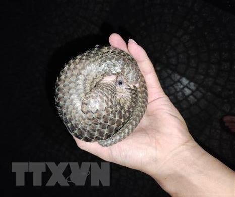 El pangolín es descubierto por el conductor y entregado a las autoridades. (Fotografía: VNA)