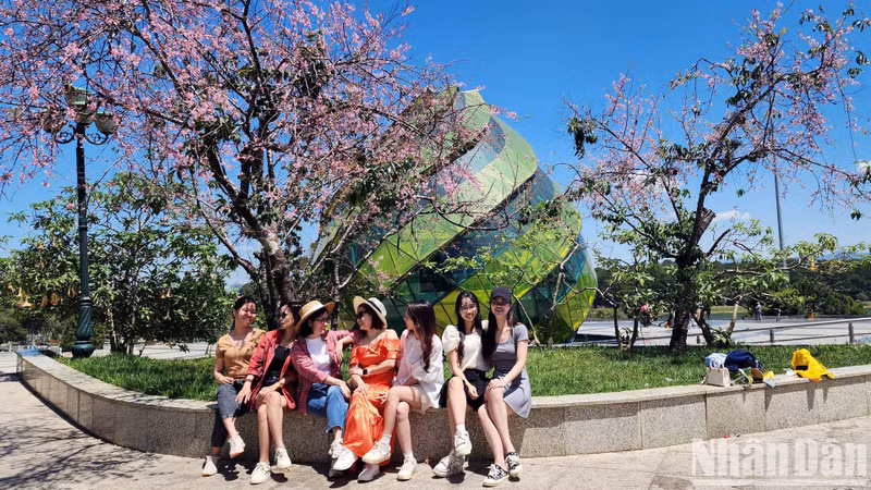 Junto con los pobladores de Da Lat, en las calles llenas de las flores color rosa púrpura y en muchos espacios públicos de la ciudad de las Tierras Altas, numerosos turistas disfrutan tomando fotografías de recuerdo.
