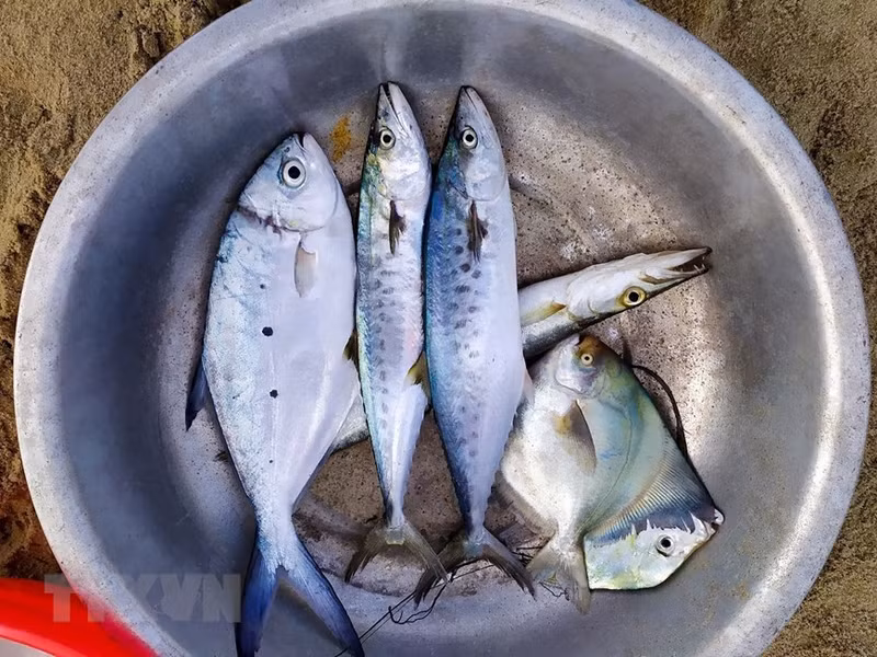 Se clasifican los peces para la venta.