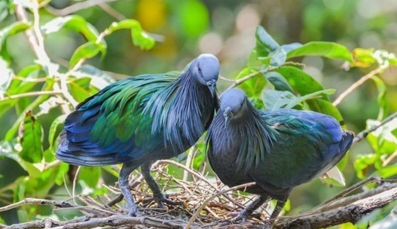 Aparecen palomas de Nicobar en el Parque Nacional de Con Dao. (Foto: VNA)