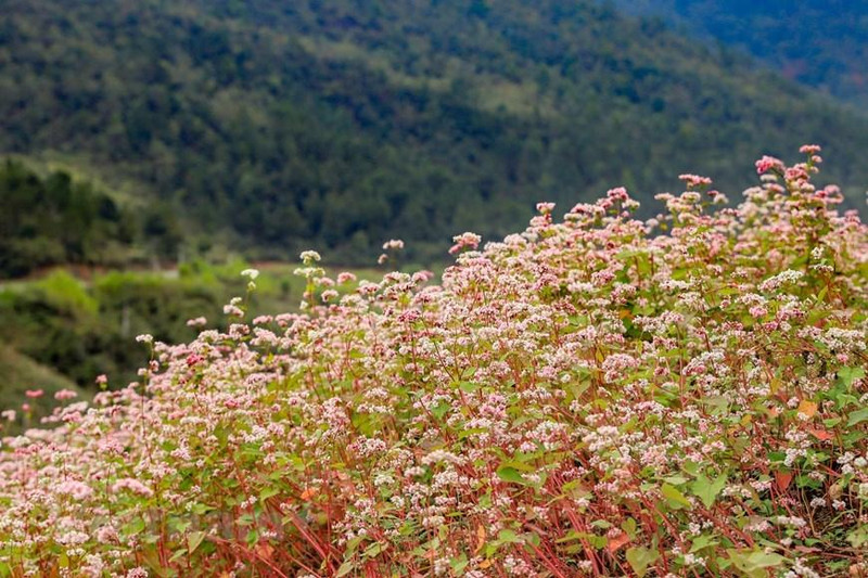 Los campos de flores de alforfón a lo largo de la Carretera Nacional 4C y la Carretera Provincial 176 en Ha Giang están luciendo nuevos colores púrpura, blanco y rosa, típicos de las flores de trigo sarraceno. (Foto: Vietnam+)