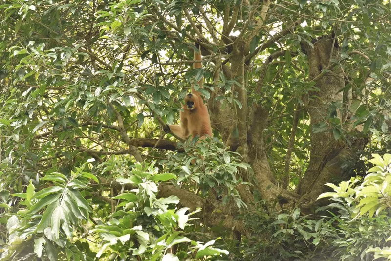El Parque Nacional Cuc Phuong preserva casi 180 ejemplares de 15 especies de primates raras y en peligro de extinción. De ellas, nueve especies se han reproducido con éxito.