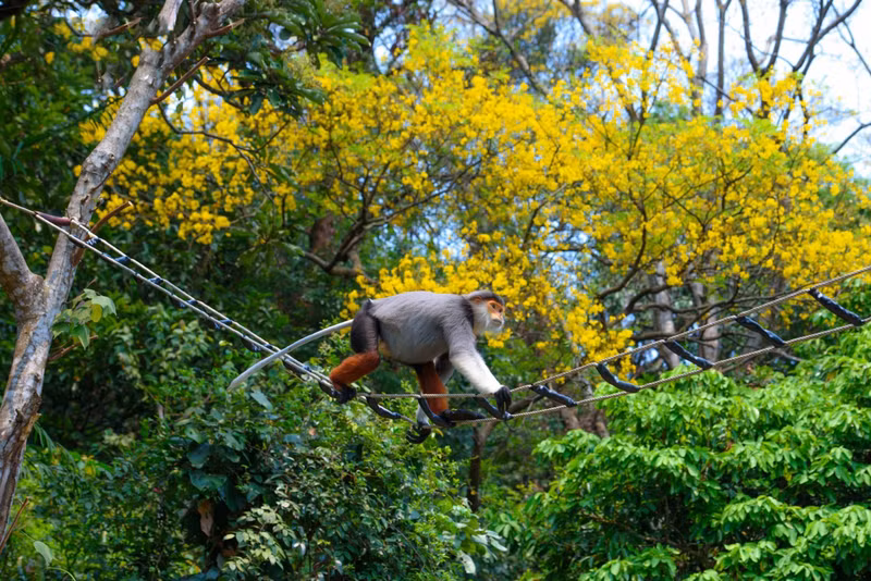 El Pygathrix nemaeus es conocido como la "reina de los primates".