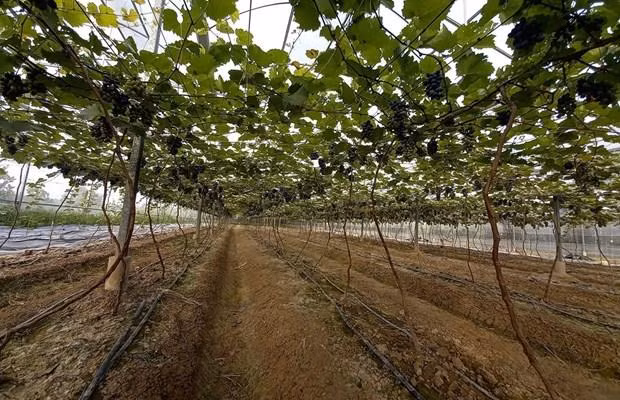 Foto de ilustración (Fuente: VNA) Foto de ilustración (Fuente: VNA)