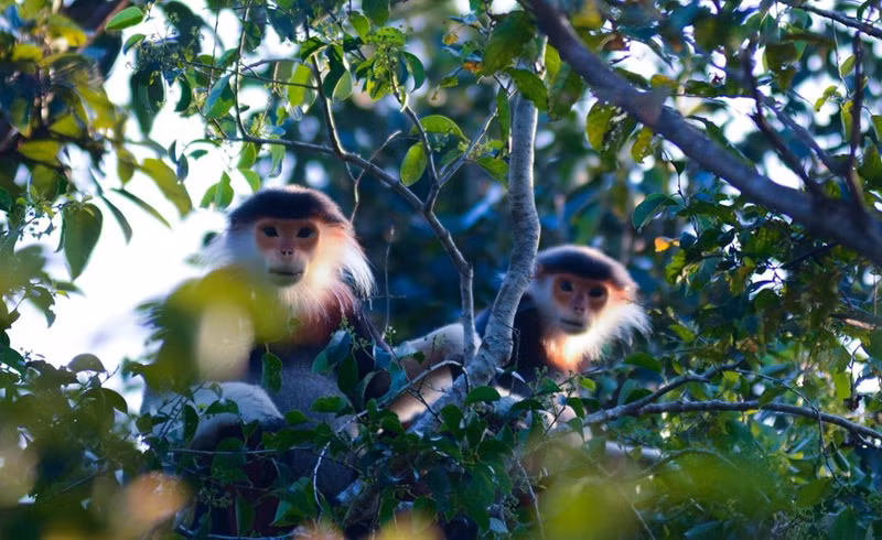 El langur jaspeado con el nombre científico de Pygathrix nemaeus vive en familias individuales con sólo un macho adulto, 2-3 hembras (esposas) y niños.