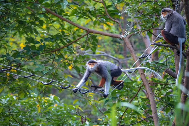 La tarde es el otro momento en que los Pygathrix nemaeus suelen moverse para buscar comida en el dosel de los árboles lim xet.