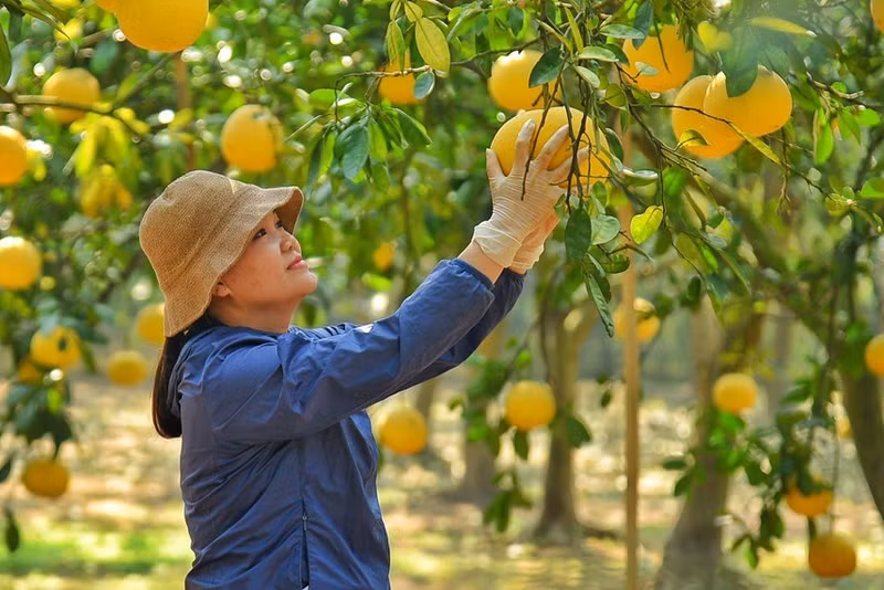 No hace falta echar mucha agua a los árboles de pomelo Dien. Mientras más seco el clima, producirá pomelos más dulces.