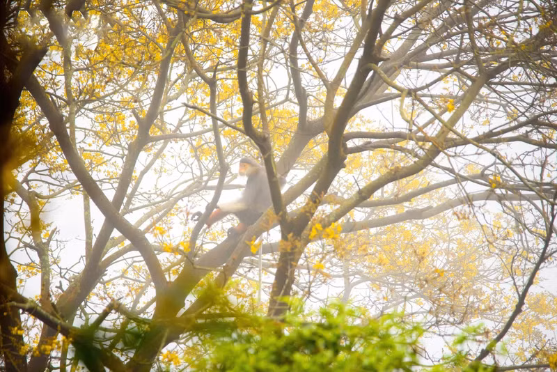 El mejor momento para ver flores y langures es temprano en la mañana, cuando la niebla aún no se ha disipado.