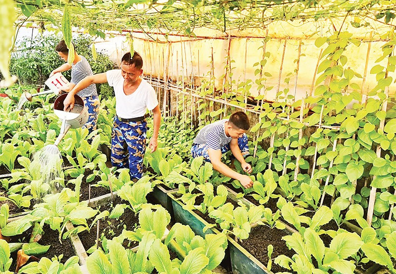 Soldados de la isla An Bang, distrito insular de Truong Sa, central provincia vietnamita de Khanh Hoa, cuidan el huerto.