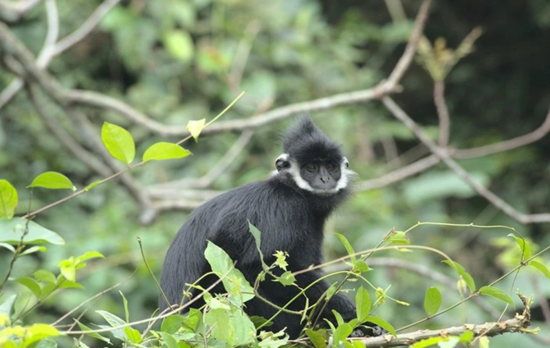 Langur de Ha Tinh. (Foto: baoquangbinh.vn)