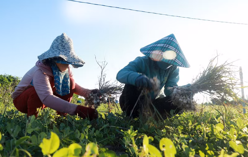 El ajo, el cultivo principal de la isla de Ly Son, se considera como el “oro blanco” debido a su alto valor económico. Muchos hogares aquí lograron salir de la pobreza gracias al cultivo del ajo.