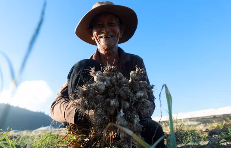 La cosecha del ajo en la isla de Ly Son.