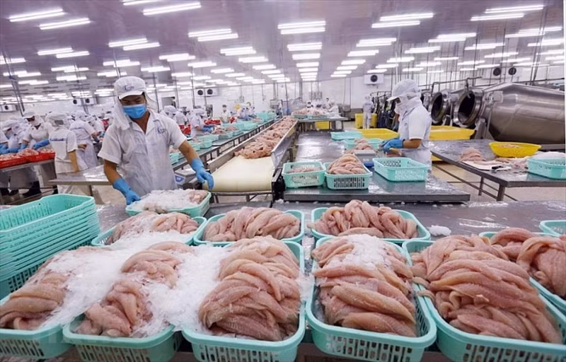 El pescado tra para la exportsción (Foto: VASEP)