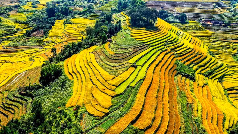 Campos de arroz dorados en Binh Lieu. (Fotografía: VOV)