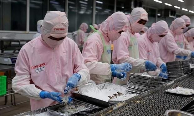 Procesamiento de camarón para la exportación (Fotografía: Vietnam+)