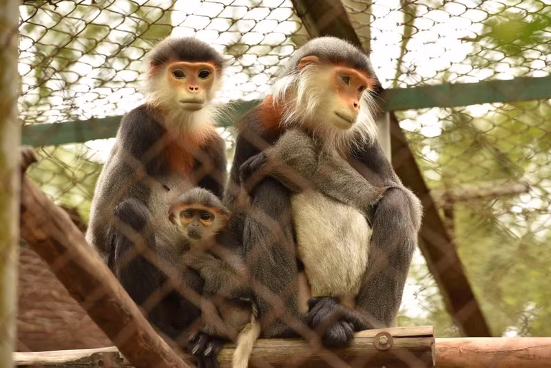 El Parque Nacional Cuc Phuong libera 80 ejemplares raros de langur a la naturaleza.