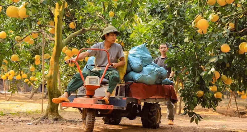 En 2023, el rendimiento del pomelo es mejor al del año pasado.