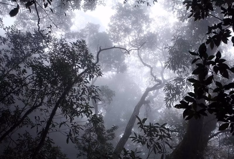 El bosque primitivo a una altitud de más de dos mil metros sobre el nivel del mar siempre está cubierto por nubes, lo que crea una escena misteriosa y fantasiosa.