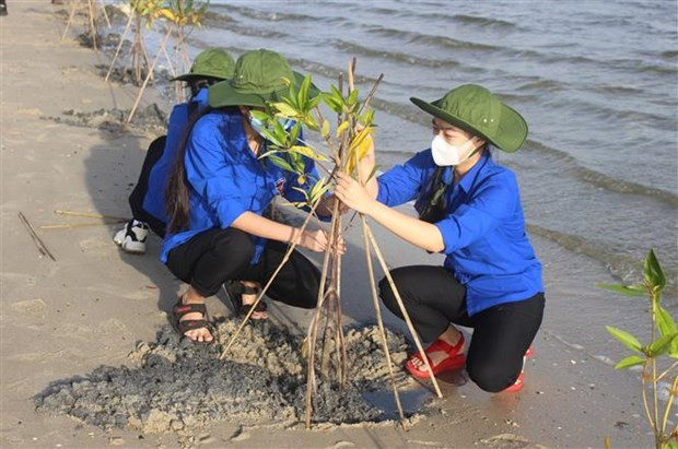 Plantación de Rhizophora apiculata en un bosque de manglares en la laguna de Thuy Trieu, provincia de Khanh Hoa (Fotografía: VNA)