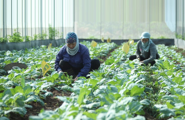 Cultivan verduras orgánicas en la comuna de Tien Duong, distrito de Dong Anh, Hanói (Foto: hanoimoi.vn)