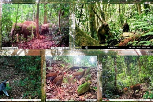 El Parque Nacional de Pu Mat es uno de los bosques de uso especial con mayor biodiversidad de Vietnam. (Foto: Nhan Dan)
