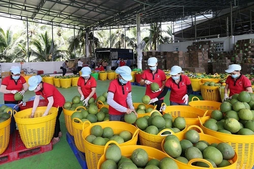 Clasifican pomelos en Vietnam para exportación. (Foto: VNA)