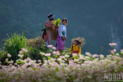 Flor de alforfón adorna el extremo norte vietnamita