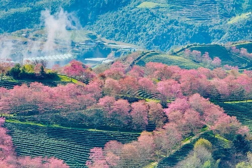 [Foto] Brillan flores de cerezo en pueblo turístico al norte de Vietnam