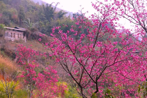 Mu Cang Chai “despierta” en temporada de durazneros silvestres