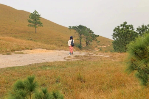 Paseo por los poéticos prados de Quang Ninh en otoño e invierno