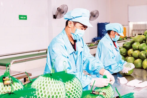 Foto de ilustración. (Fuente: Nhan Dan)