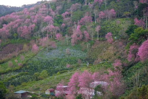 Cerezos de Da Lat en plena floración