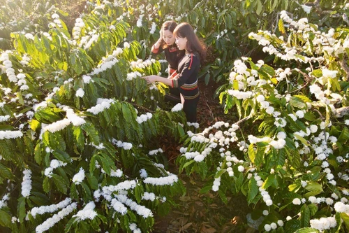 [Foto] Cafetales “nublados” de flores en Buon Ma Thuot