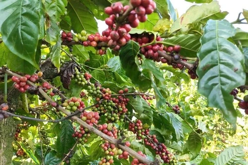 Actualmente, el café representa casi el 85 por ciento de las exportaciones totales de Vietnam a Argelia. (Foto: VNA)