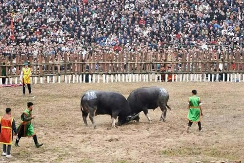 Miles de personas presenciaron el tradicional festival de lucha de búfalos.