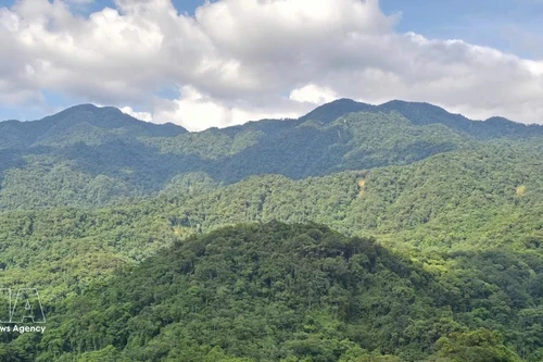 Invertir en bosques equivale a invertir en el futuro. (Foto: VNA)