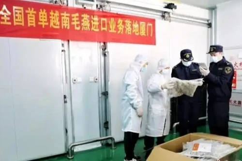 La Aduana de la ciudad de Xiamen inspecciona el primer envío de nidos de pájaro crudos importados de Vietnam. (Foto: Chinanews.com.cn)