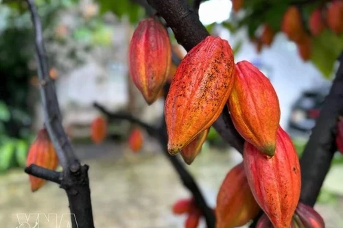 Foto ilustrativa. (Fuente: VNA)