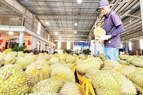 Durían vietnamita para exportación. (Foto: Nhan Dan)