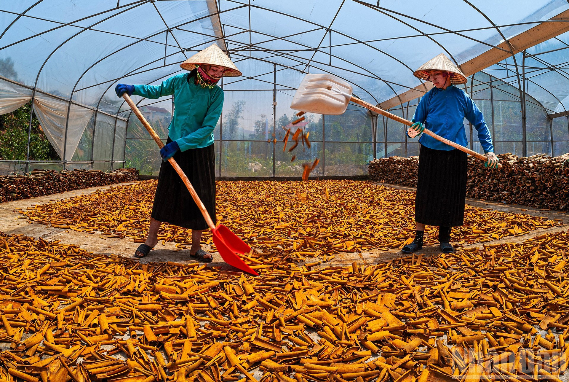 Compatriotas de la etnia San Chi secando cortezas de canela en Binh Lieu, en la provincia de Quang Ninh. (Foto: Le Hong Minh) Compatriotas de la etnia San Chi secando cortezas de canela en Binh Lieu, en la provincia de Quang Ninh. (Foto: Le Hong Minh)