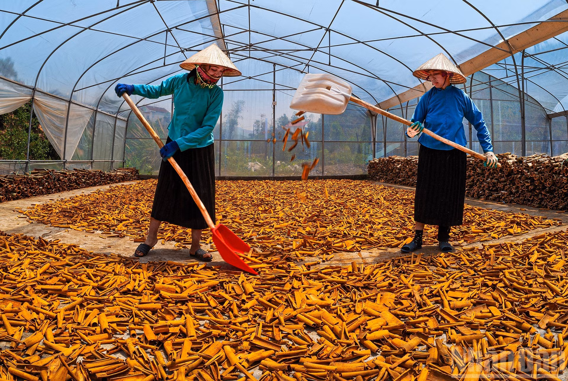 Compatriotas de la etnia San Chi secando cortezas de canela en Binh Lieu, en la provincia de Quang Ninh. (Foto: Le Hong Minh)