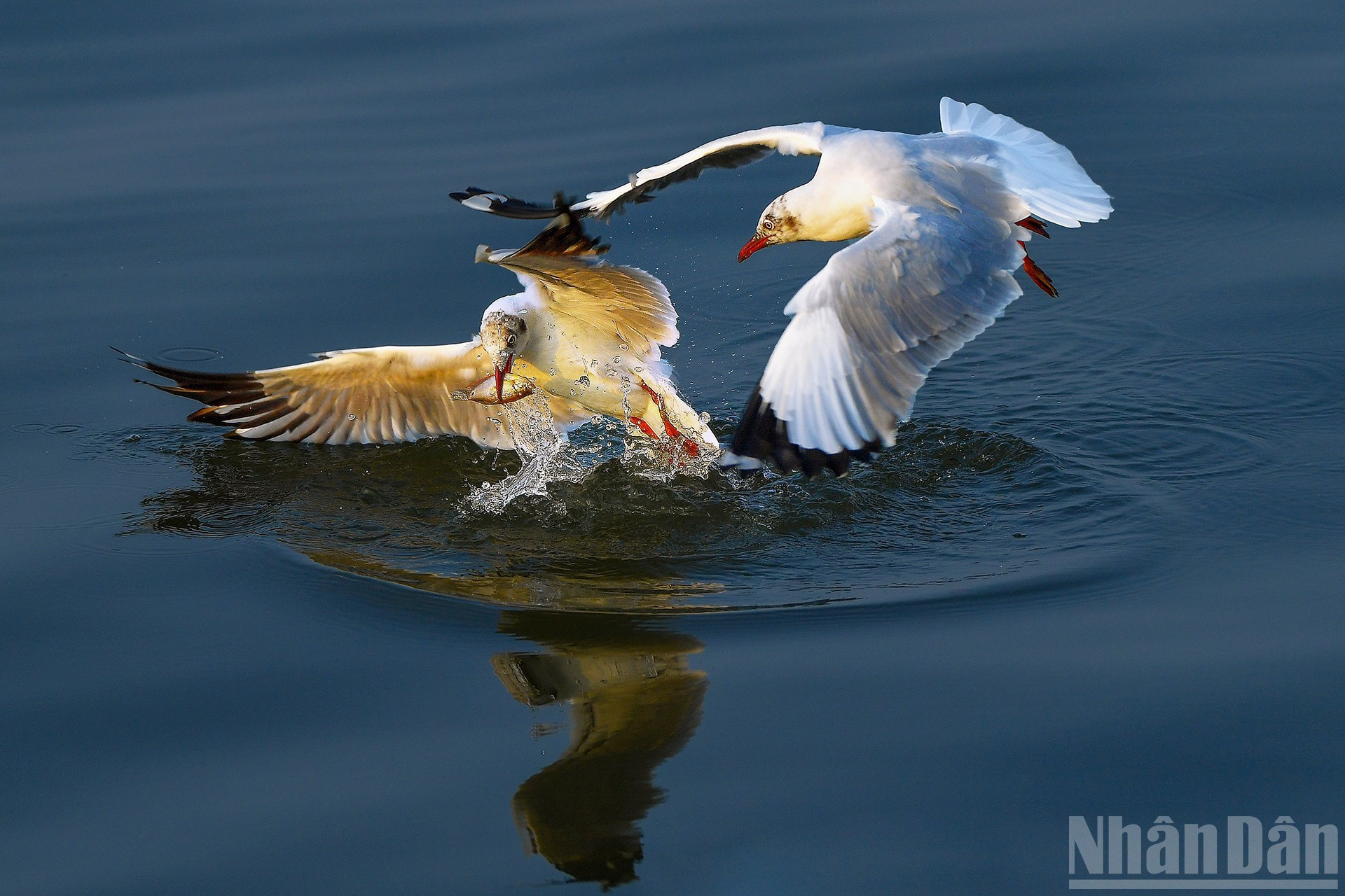 Gaviotas migratorias en la desembocadura de Rach Gia-An Giang. (Foto: Nguyen Dao Duc) Gaviotas migratorias en la desembocadura de Rach Gia-An Giang. (Foto: Nguyen Dao Duc)