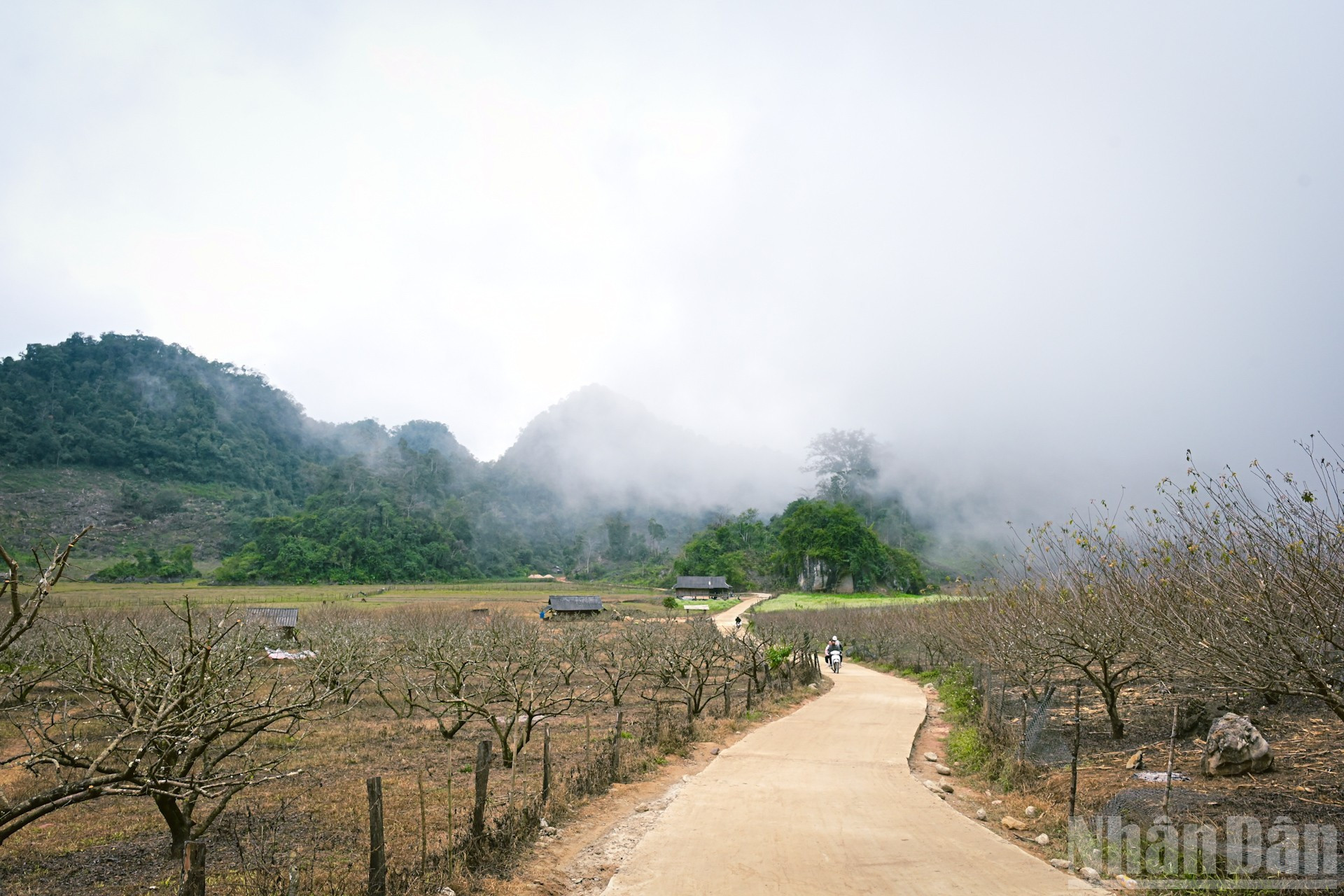 El camino a Hang Tau es más hermoso en primavera, con montañas a un lado y campos verdes al otro. El valle por donde serpentea brilla con parterres de flores blancas de ciruelo y amarillas de mostaza.
