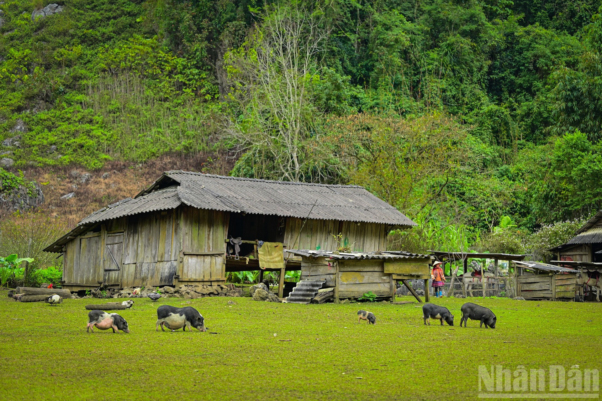 Hang Tau cubre más de una hectárea. Los 20 hogares locales, todos ellos de la etnia hmong, tienen electricidad y agua corriente sus casas, pero debido a la distancia que hay desde ese barrio hasta el valle, muchos se quedan en los campos de Hang Tau para dedicarse a la agricultura y la ganadería, y están muy satisfechos con la tranquilidad de la vida aquí.