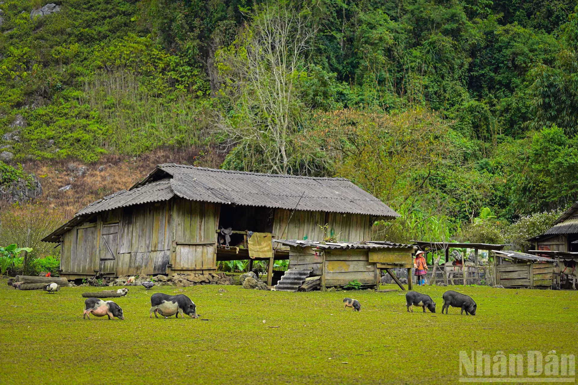 Hang Tau cubre más de una hectárea. Los 20 hogares locales, todos ellos de la etnia hmong, tienen electricidad y agua corriente sus casas, pero debido a la distancia que hay desde ese barrio hasta el valle, muchos se quedan en los campos de Hang Tau para dedicarse a la agricultura y la ganadería, y están muy satisfechos con la tranquilidad de la vida aquí.