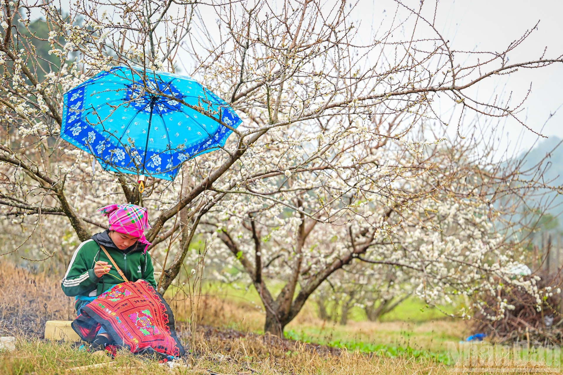 Tejedoras junto a la fogata en huertos de ciruelos florecientes, una imagen familiar en camino a Hang Tau.
