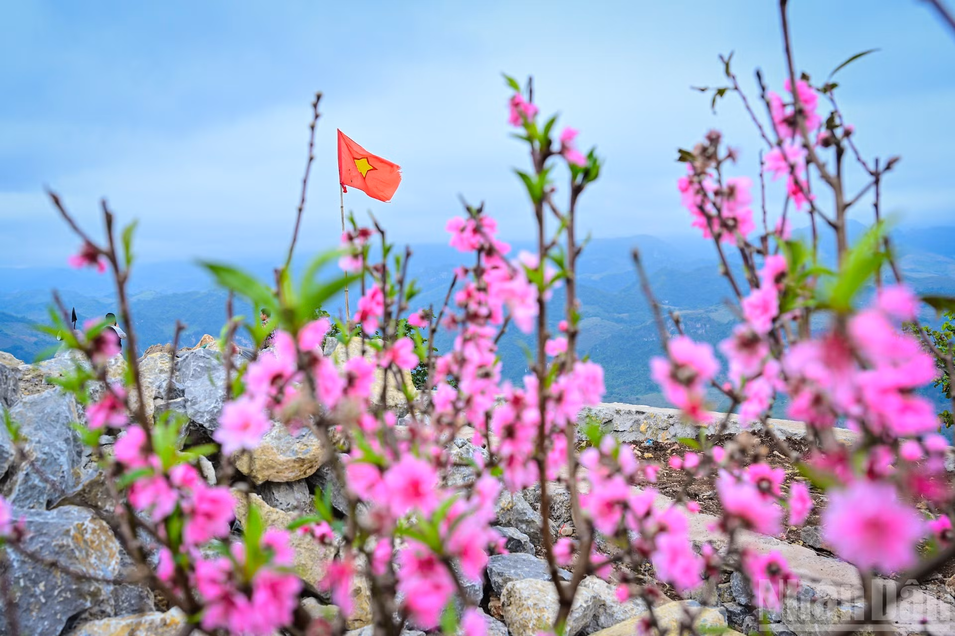 Florecientes durazneros lucen su belleza a pesar del frío intenso que arribó junto con el Año Nuevo.