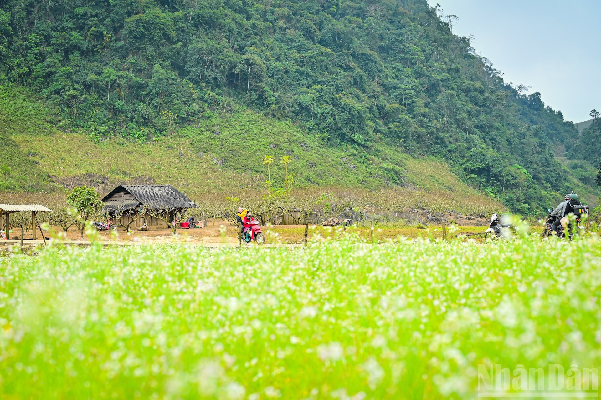 Infinitos campos de flores de mostaza a orillas del camino hacia Hang Tau. El área se vuelve más concurrida por estos días gracias a la afluencia turística.