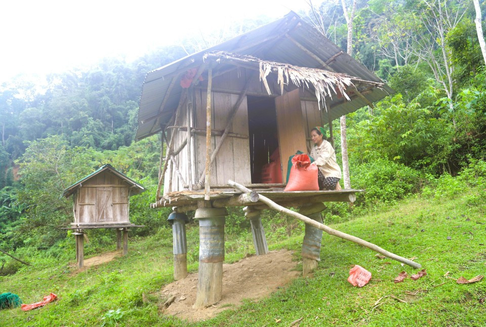 Una vez que el arroz ha sido secado al sol, se empaqueta en sacos y se transporta a los graneros, construidos en madera, para su almacenamiento y conservación. Estos graneros se levantan en lugares apartados, separados de las zonas residenciales y del resto de la comunidad.
