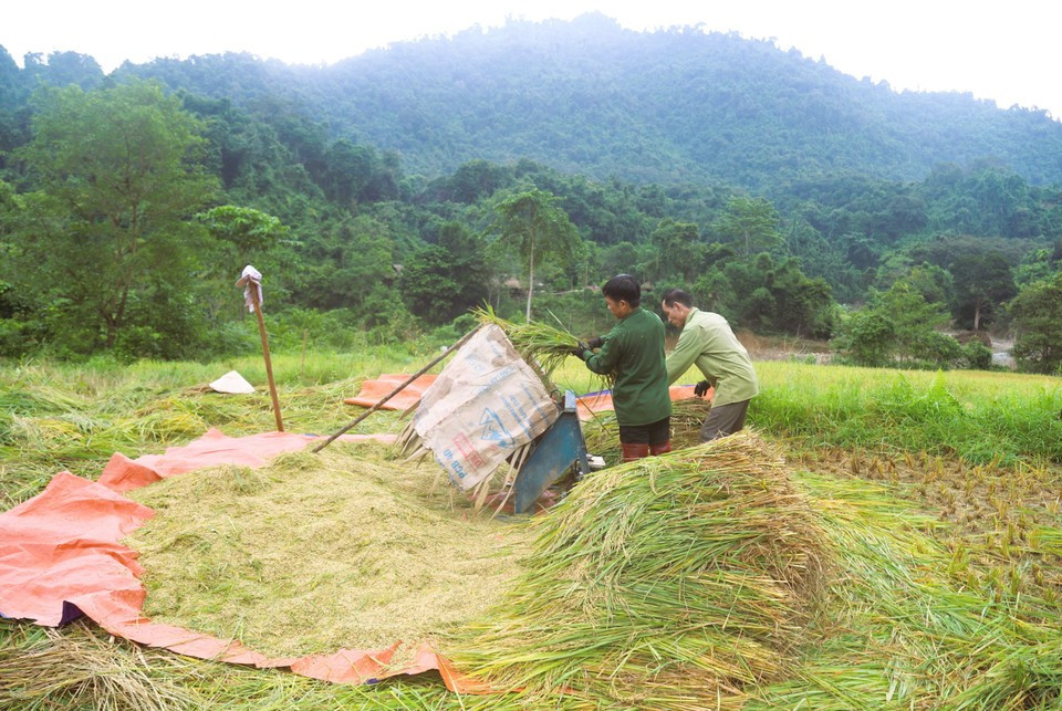 Los pobladores Thai trillan el arroz con herramientas rudimentarias y lo secan al sol en Pu Huong.